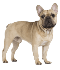 toughjobs digital marketing mascot transparent french bulldog small